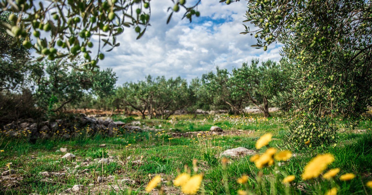 Tunisian Olive Oil Varieties: Chemlali, Chétoui & Zalmati Explained